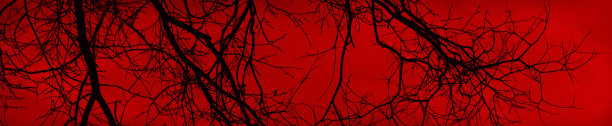 黑色光秃秃的树枝映衬着血红的天空。恐怖，噩梦，可怕的概念。图片下载