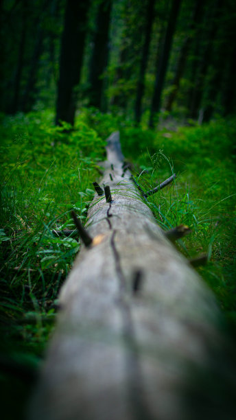 倒下的树图片下载