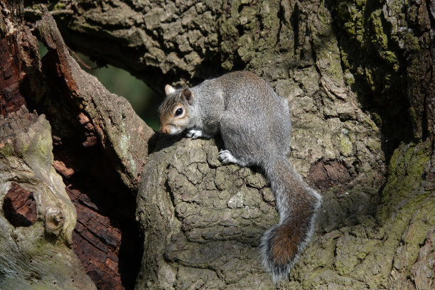 一张令人愉快的照片，一只灰色的松鼠栖息在森林的树干上。图片下载