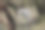一张令人愉快的照片，一只灰色的松鼠栖息在森林的树干上。图片下载