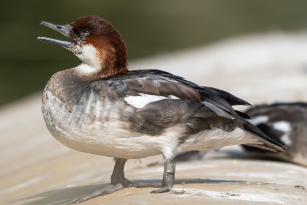 公臭鸭站在水边素材图片