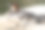 公臭鸭站在水边素材图片