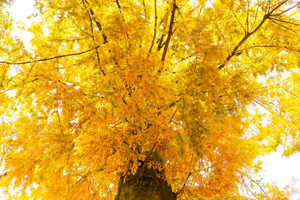 秋天的落叶图片下载