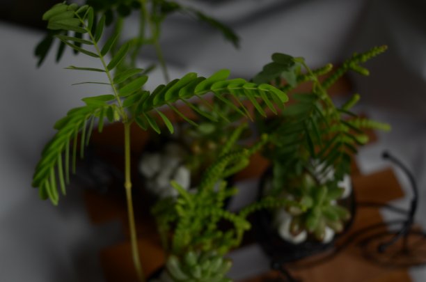 罗望子树苗图片下载