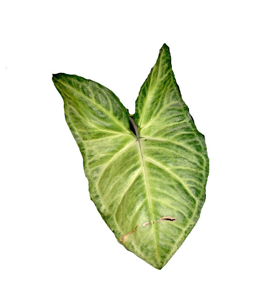 在白色上分离的箭头状藤本植物(合gonium podophyllum)图片下载