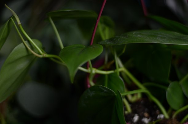 心形的喜林芋图片下载