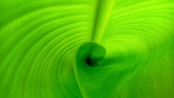 香蕉叶子图片下载