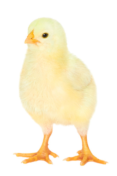 可爱的小黄鸡孤立在白色的背景。图片下载