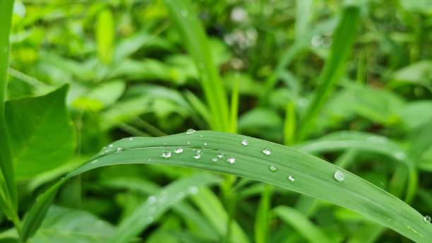 嫩绿的叶子上沾着雨露图片下载