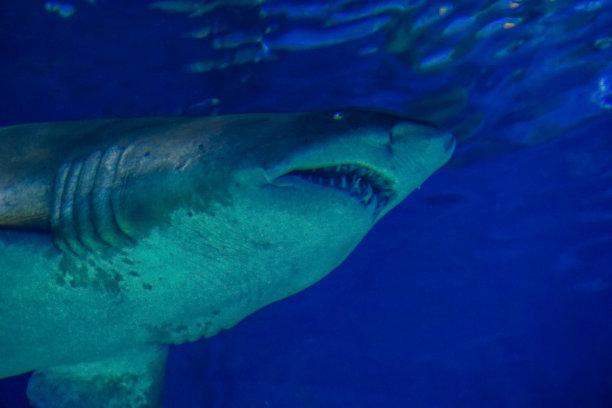 水下长着锋利牙齿的大鲨鱼。图片下载