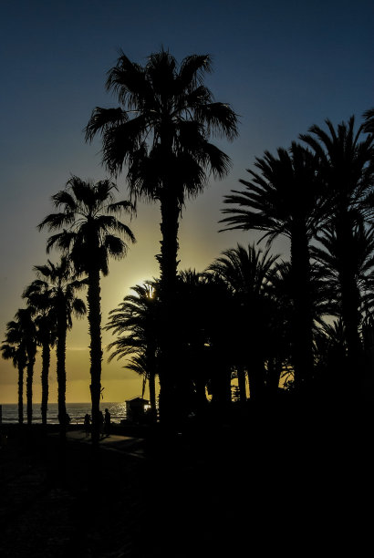 夕阳下的棕榈树，数码照片图片为背景图片下载