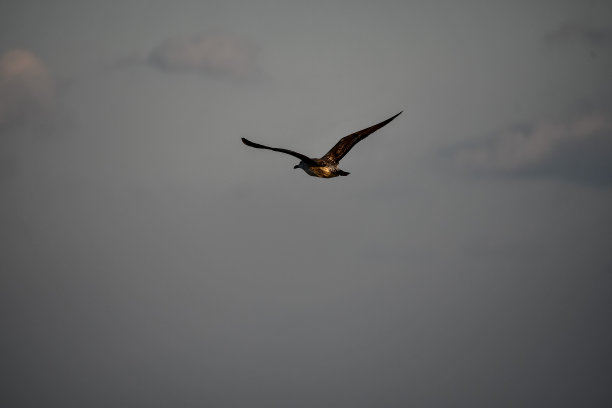 鸟在飞翔，数码照片图片为背景图片下载