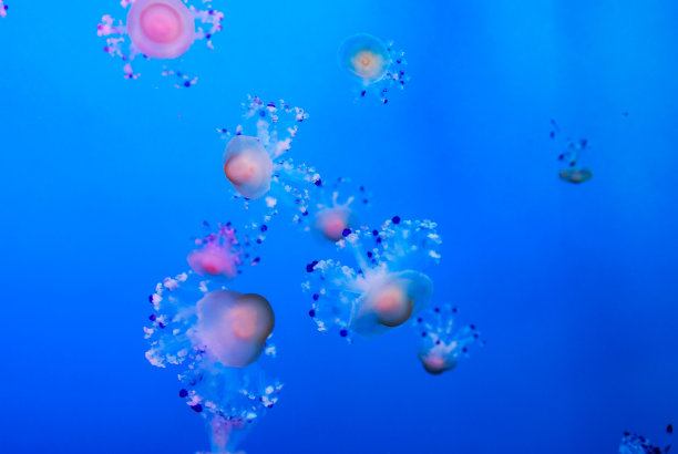 蓝色的气球在空中，数码照片图片为背景图片下载