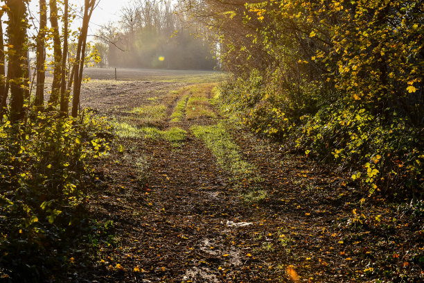 道路在森林，数码照片图片为背景图片下载