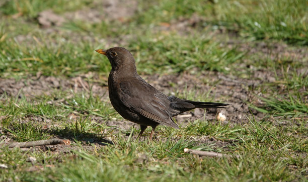 一只雌性画眉栖息在花园的草地上，这是一张令人愉快的照片。图片下载