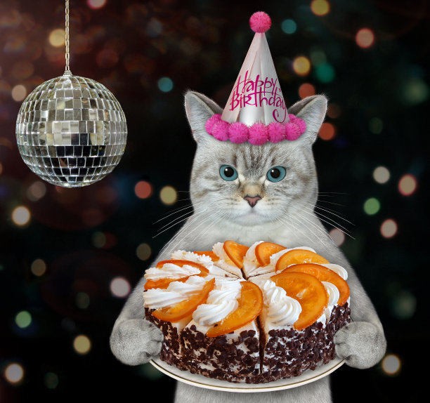 戴着生日帽的灰猫捧着蛋糕2图片下载