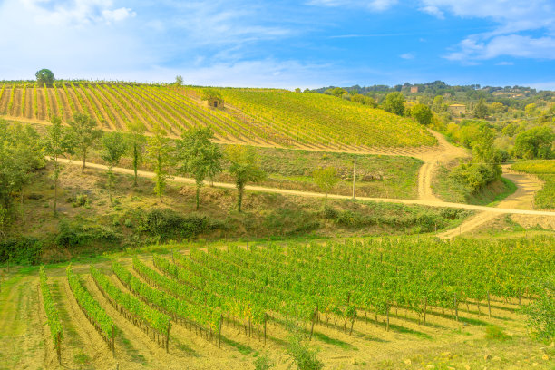 在托斯卡纳种植葡萄酒的葡萄园图片下载