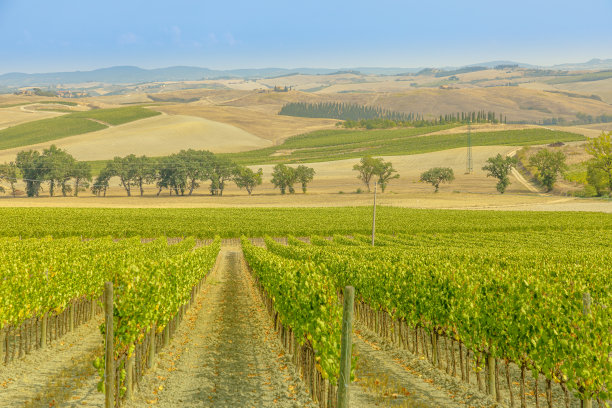 托斯卡纳葡萄园的图片下载