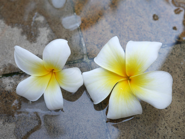 鸡蛋花温泉漂浮在水上图片下载