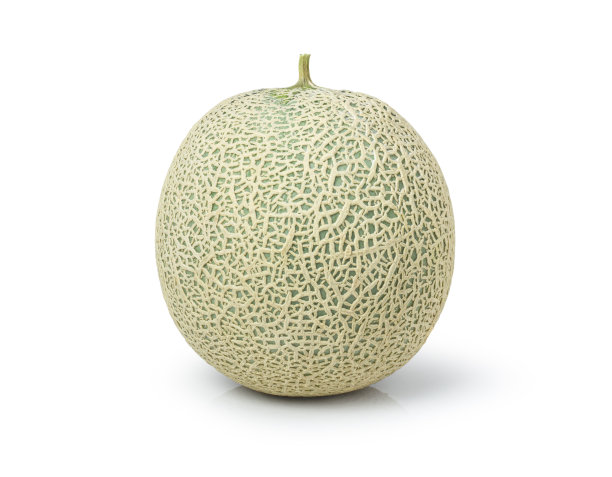 甜瓜或哈密瓜(Cucumis melo)离白图片下载