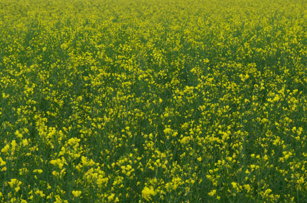 黄色和绿色油菜籽植物图片下载