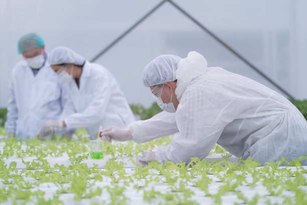 科学家在温室农场检查和测试用于喂养植物蔬菜的水化学物质。高科技有机农场。未来粮食的农业。用水培法种植的莴苣。图片下载
