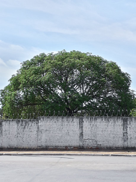 院子里的树图片下载