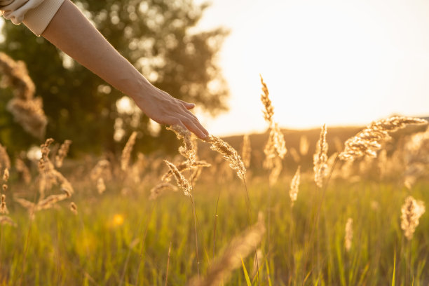 在美丽的晚霞中，女人的手呵护着田野上的干草。有选择性的重点。浅景深。图片下载