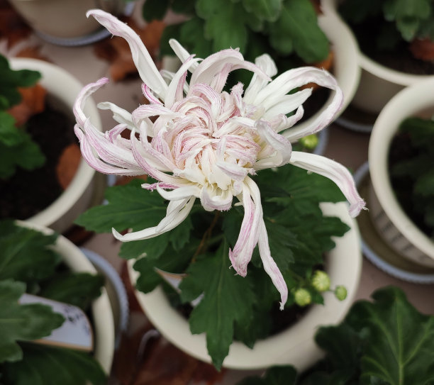 淡粉色菊花开，花瓣长图片下载