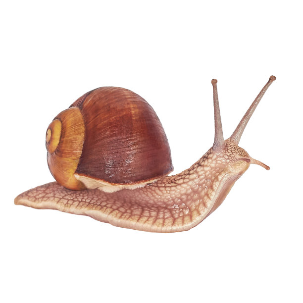 葡萄蜗牛。寄生虫,吃植物。蜗牛被孤立在白色的背景上图片下载