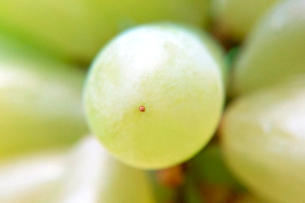 葡萄特写模糊背景微距照片图片下载