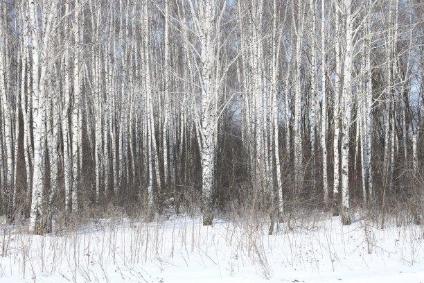 在冬天有黑色和白色桦树皮的年轻的桦树图片下载