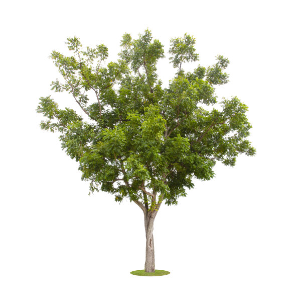 新鲜的大绿树孤立在白色上图片下载