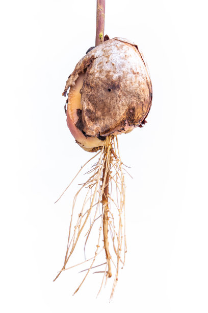 鳄梨种子准备扎根并准备种植。图片下载