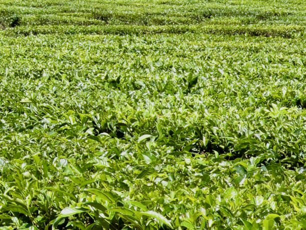 茶叶种植-新南威尔士州北部图片下载