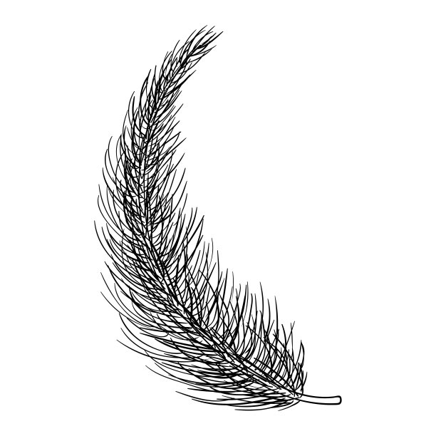 松树树枝套手画插图。圣诞节冬季墨水矢量涂鸦收集图片下载