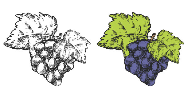 矢量手绘葡萄串孤立的白色背景。素描风格的植物插图。复古设计元素的品牌有机健康新鲜食品或市场封面，横幅，菜单。图片下载