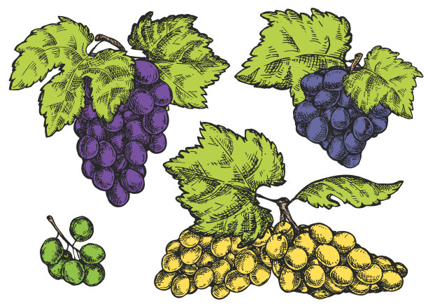 集向量手绘葡萄串孤立的白色背景。素描风格的植物插图。复古设计元素的品牌有机健康新鲜食品或市场封面，横幅，菜单。图片下载