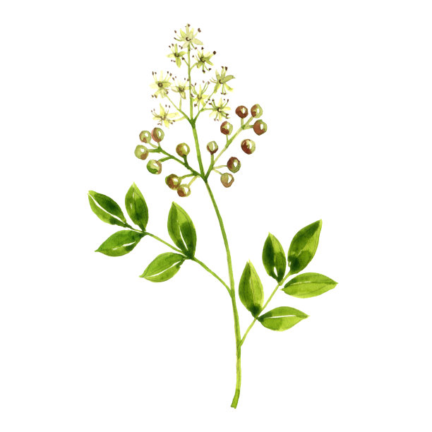 水彩绘画指甲花图片下载