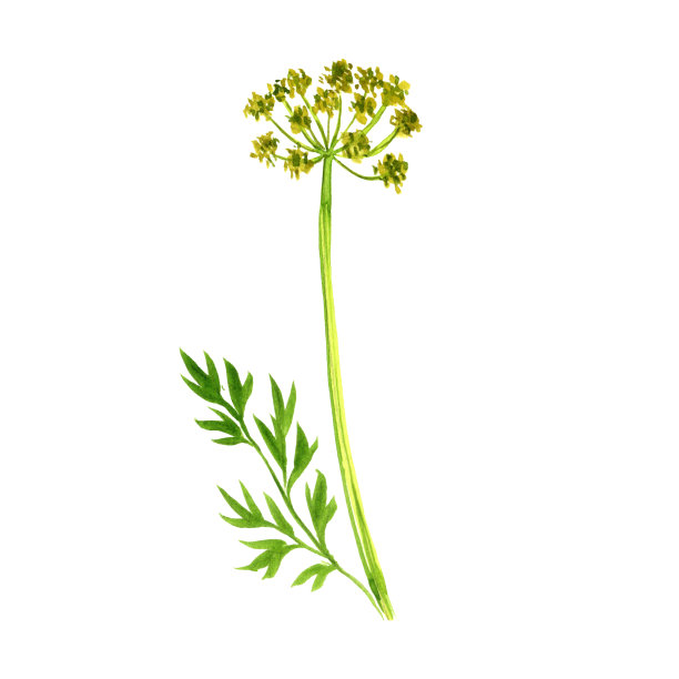 水彩绘画阿魏图片下载