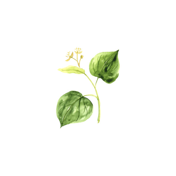 水彩画菩提树枝图片下载