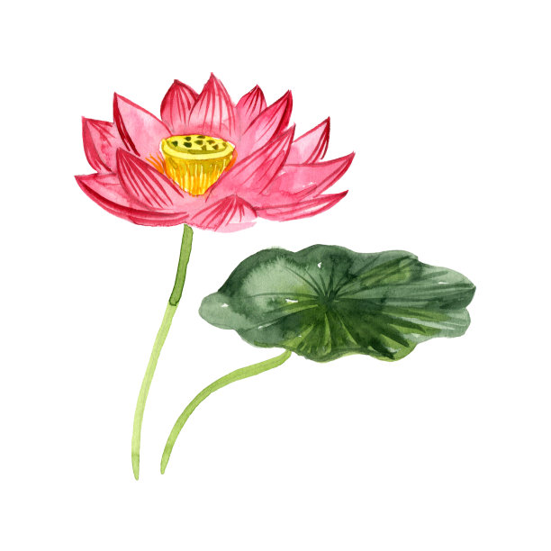 水彩画莲花图片下载