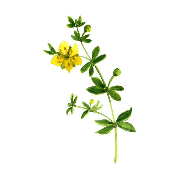 水彩绘画的树丛图片下载