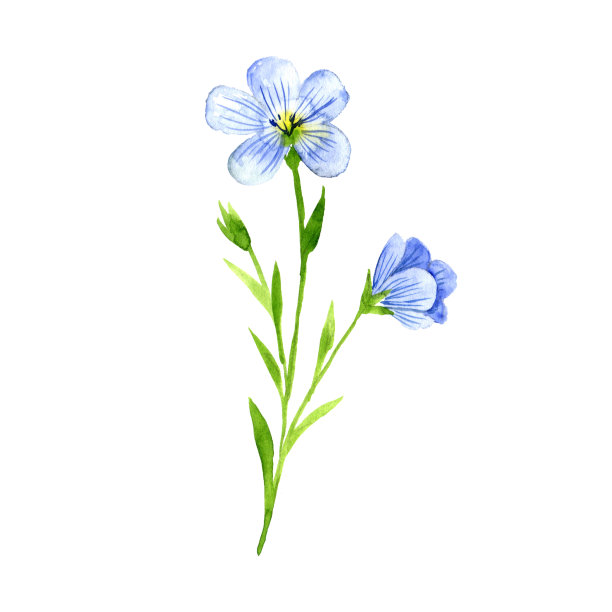 水彩画亚麻籽花图片下载