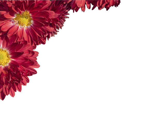 红色菊花的花束孤立在白色的背景。绝缘花卉贺卡框架情人节，国际妇女节，母亲节，生日图片下载