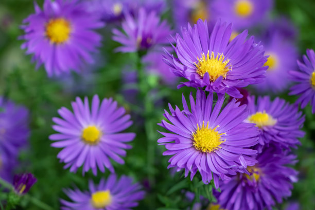 美丽的紫罗兰菊花作为背景图片。9月菊花。菊花壁纸，菊花在秋天。图片下载
