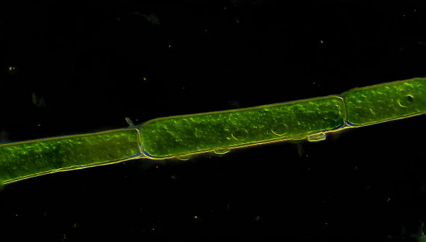 绿藻细胞图片下载