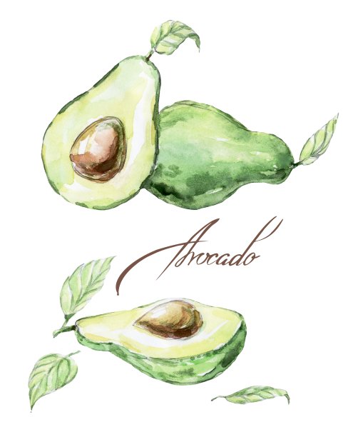 水彩鳄梨插图图片下载