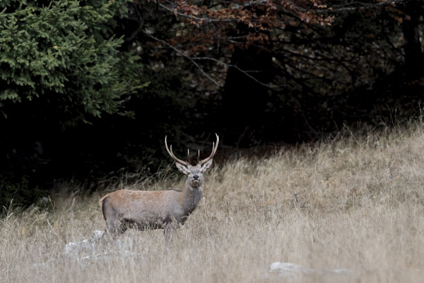 美丽的雄性警觉鹿(Cervus elaphus)图片下载