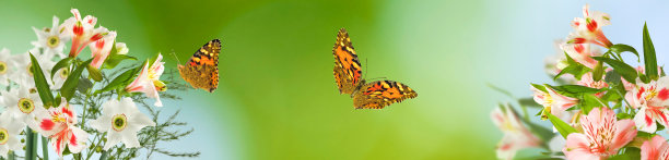 美丽的花朵在花园的蓝色背景特写图片下载